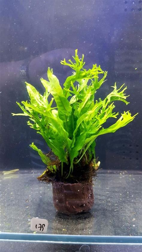 Microsorum pteropus ‘Windelov’ - Shuemee Aquatic Center
