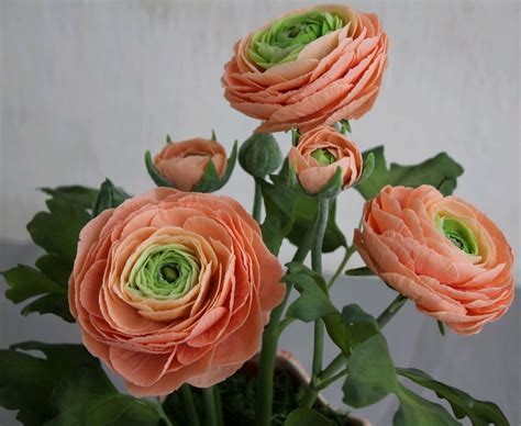 Ранункулюс в кашпо на улице (60 фото) - фото - картинки и рисунки ...