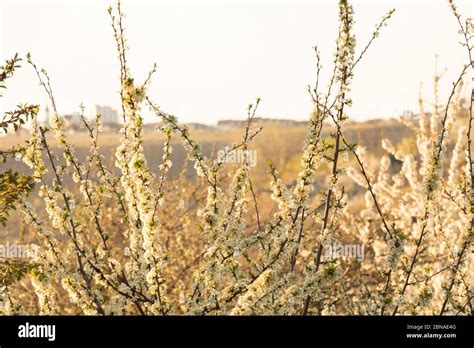Trees Full Of Flowers In Spring Fruit Trees Stock Photo Alamy
