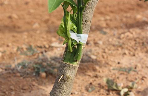 Cuándo hacer injertos Injertos de plantas Esquejes de plantas