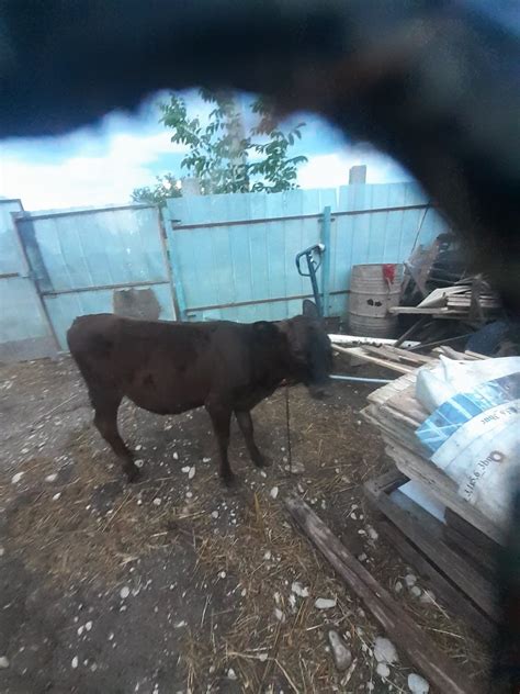 Vaca și Vitea De Vânzare Zalhanaua • Olxro