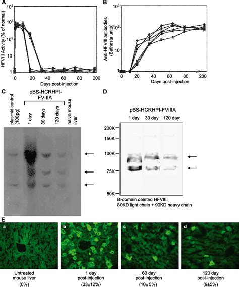 Naked DNA Transfer Of Factor VIII Induced Transgene Specific Species Independent Immune