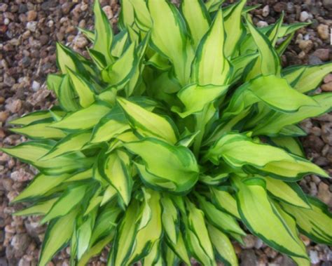 Funkia HOSTA TENNY WENNY BIKINI Internetowy Sklep Ogrodniczy Podkarpackie Sady