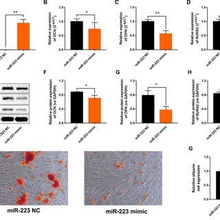 Overexpression Of Mir Inhibits Osteogenic Differentiation Of