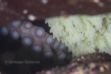 Giant Pacific Octopus laying eggs | Giant pacific octopus, Underwater ...