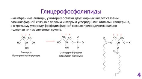 Классификация и номенклатура липидов. Жирные кислоты, их классификация ...