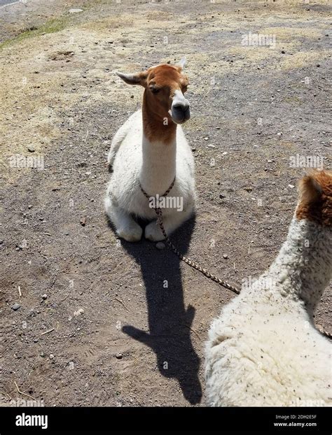 lamas  peru       domestic animals   camel