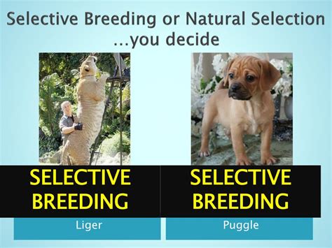 PPT Selective Breeding Vs Natural Selection PowerPoint Presentation