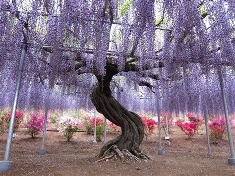 World Travel Places Wisteria Tunnel Japan