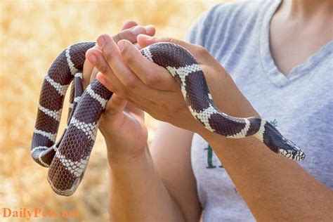 6 Suggested Snake Species For Keeping As Pets