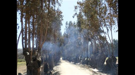 Subiendo A Ver Los Da Os Que Ocasiono Este Incendio En Mi Rincon