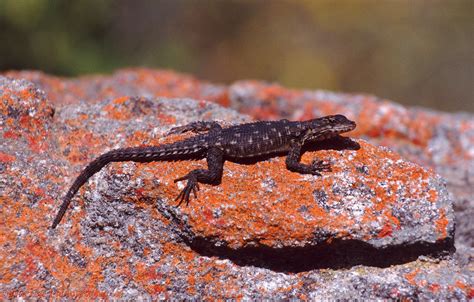 Lizard Photo Wp05933