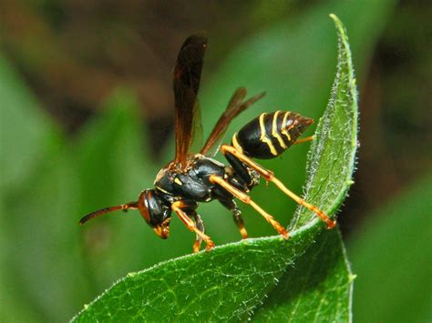 polistes fuscatus wikipedia