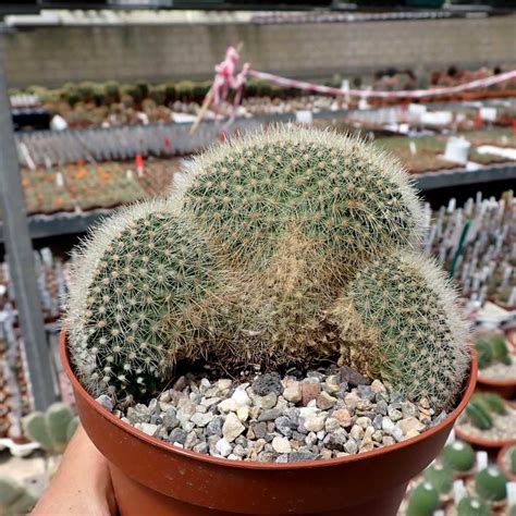 Mammillaria Spinosissima Ssp Pilcayensis Cristata Uhlig Kakteen