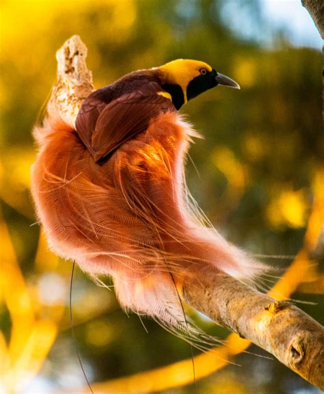 Raggiana Bird Of Paradise FeederWatch