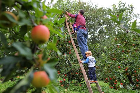 The best apple orchard in New England, according to Boston.com readers