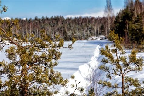 Winter With Small Conifers And Human Footprints In The Snow Stock Photo