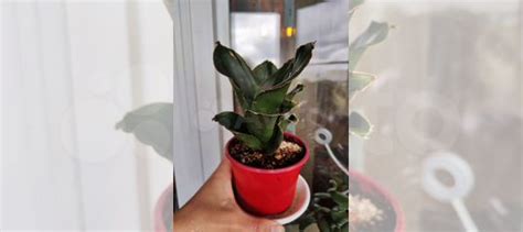 Сансевиерия стар роуз купить в Москве | Товары для дома и дачи | Авито