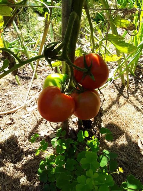 What Is The Lowest Temperature Tomato Plants Can Tolerate 9 Ways To Protect Tomato Plants From