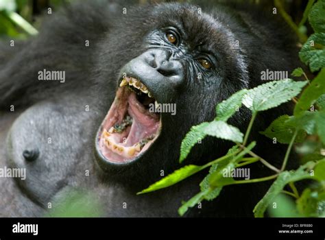 Mountain Gorilla With Mouth Wide Open Showing Teeth Stock Photo Alamy
