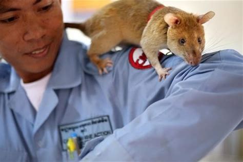 Biggest Rats In The World