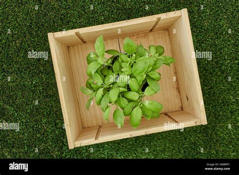 A Studio Photo Of Potted Basil Stock Photo Alamy
