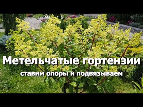 Метельчатые гортензии: подвязываем и ставим опоры | Как подвязать ...
