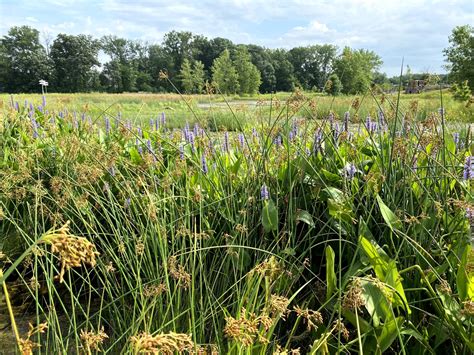 Ecological Restoration • MAD Scientist Associates, LLC