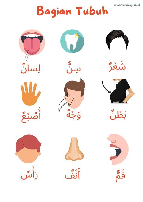 Gambar Anggota Tubuh Bahasa Arab 58 Koleksi Gambar