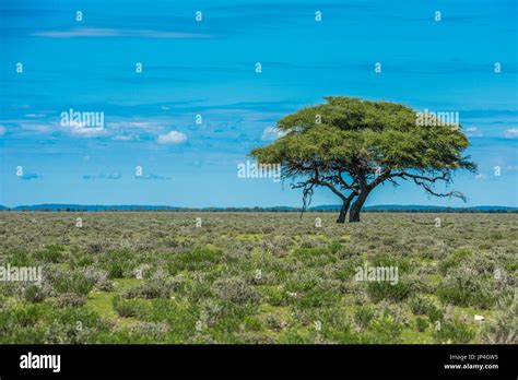 Savannah Scenery Hi Res Stock Photography And Images Alamy