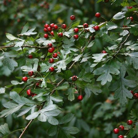 Садовый боярышник – посадка и уход в открытом грунте, сорта с фото