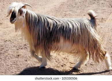 53 Arabian Tahr Images, Stock Photos, 3D objects, & Vectors | Shutterstock