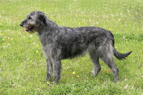 irish wolfhound  dignified courageous breed   long illustrious history wag pet boutique