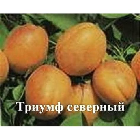 Купить Абрикос "Триумф северный" Садоград 1летние саженцы — интернет ...