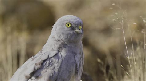 Not Porn Don T Tell Me Disturbed Ann Wilson Ann Angel