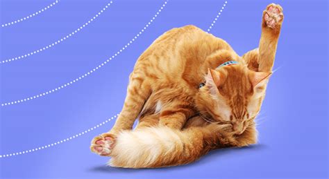 Self-induced alopecia in cats - learnvetderm.com