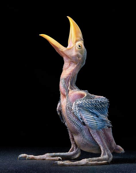 20 Stunning Portraits Of Rare And Endangered Birds Full Of Personality ...