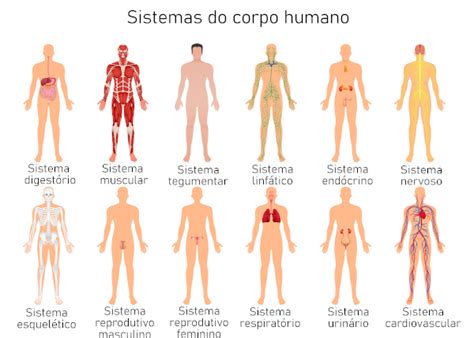 Partes Do Corpos - Quais As Partes Do Corpo Com S – AVOAN