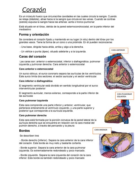 Corazón Resumen Anatomía Humana Es Un Hueco Que Circunscribe