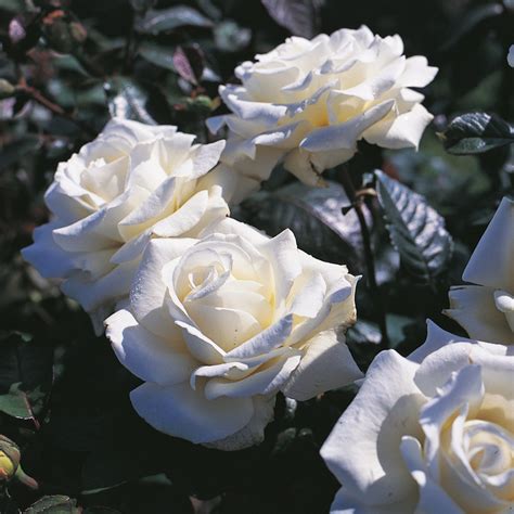 Роза Боинг - купить в Зеньковском питомнике по выгодной цене