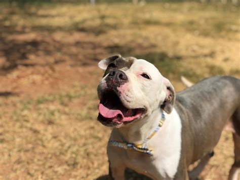 danforth animal clinic edmond 10