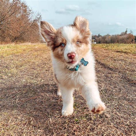 Australian Shepherds Puppy Aussie Puppies Shepherd Puppies Cute