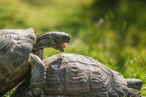 Comment Reconnaitre Un Male D Une Femelle Tortue Hermann Communaut