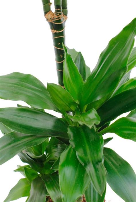 Dracaena Janet Lind Drakenbloedboom Cm Kopen Planten Nl