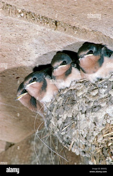 baby barn swallows hirundo rustica lined    nest