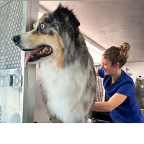 Professional Mobile Pet Grooming Services