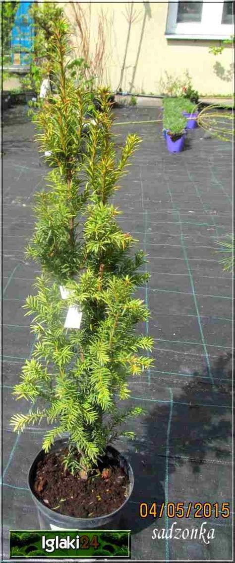 Taxus Baccata Overeynderi Cis Pospolity Overeyndera FOTO Internetowy