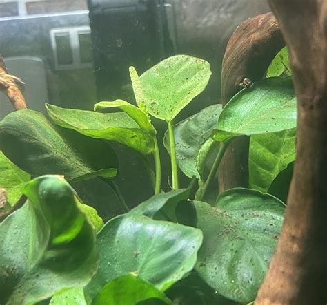 My Anubias Is Flowering Rplantedtank