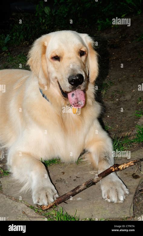 British Golden Retriever Posing With Stick Stock Photo Alamy