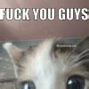 Fuck You Meme Fuck You Guys Discover Share Gifs